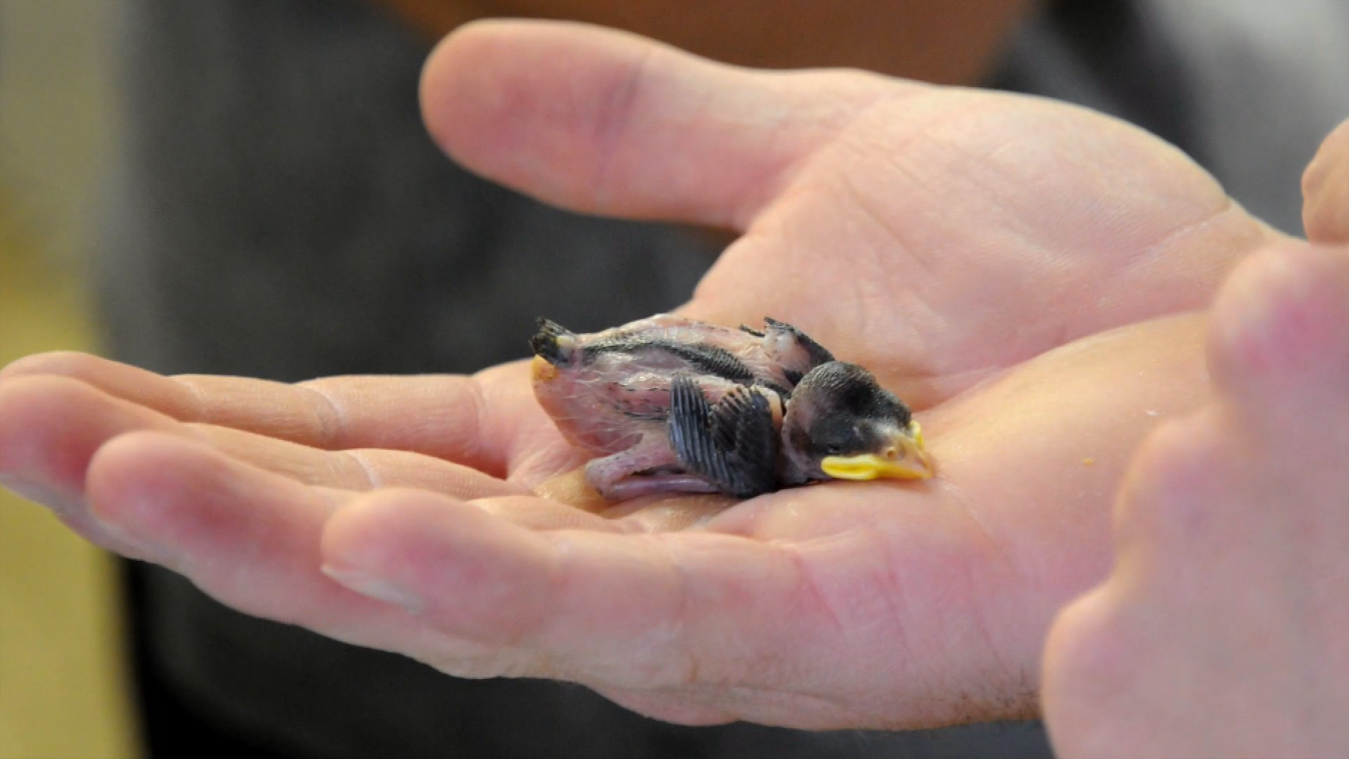 Thumbnail image for Happy Tails